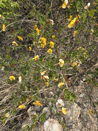 Caragana rosea, photograph 5