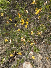 (c) Jane Charlen, some rights reserved (CC BY) Caragana rosea, photograph (c) Jane Charlen, some rights reserved (CC BY)
