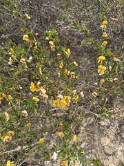 Caragana rosea, photograph (c) Jane Charlen, some rights reserved (CC BY)