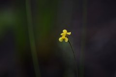Xyris fimbriata