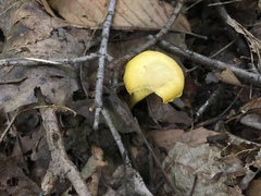 Cantharellus chicagoensis