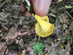 Cantharellus chicagoensis