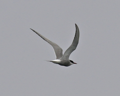 Sterna paradisaea