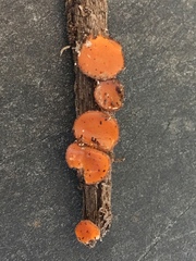 Scutellinia olivascens