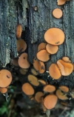 Scutellinia olivascens