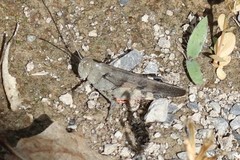 Spharagemon saxatile