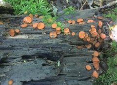 Scutellinia olivascens