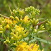 Rhopalomyia fusiformae - Photo (c) Sequoia Janirella Wrens, algunos derechos reservados (CC BY-NC), subido por Sequoia Janirella Wrens