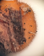 Scutellinia olivascens