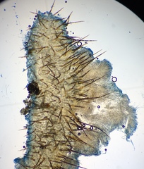 Scutellinia olivascens