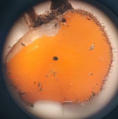 Scutellinia olivascens