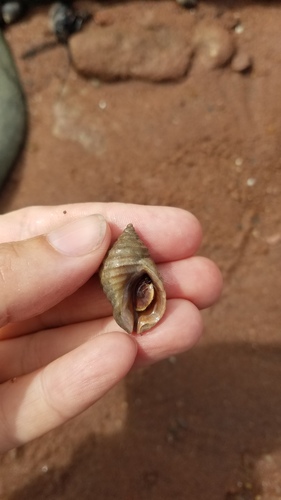 Atlantic Dogwhelk