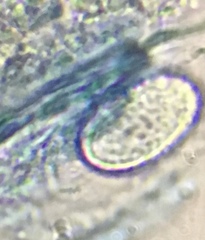Scutellinia olivascens