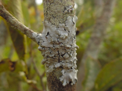 Hypotrachyna showmanii