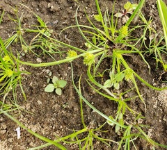 Cyperus lupulinus