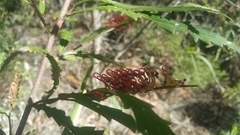 Grevillea longifolia