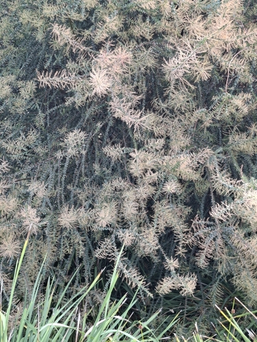Image of Acacia pravissima by (c) SatNavSaysStraightOn, some rights reserved (CC BY)