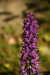 Dactylorhiza saccifera