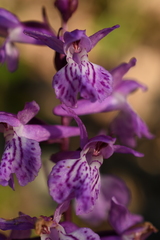 Dactylorhiza saccifera