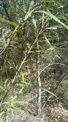 Grevillea longifolia