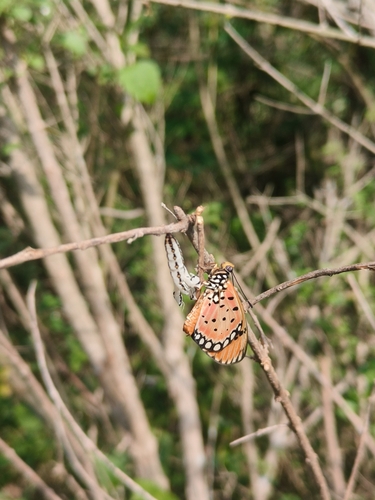 Tawny Coster photo 3