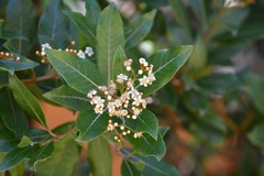 Photinia matudae