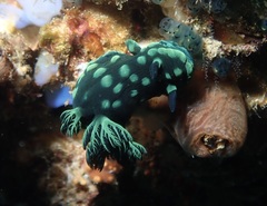 Nembrotha cristata