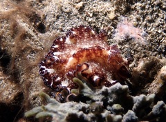 Discodoris boholiensis