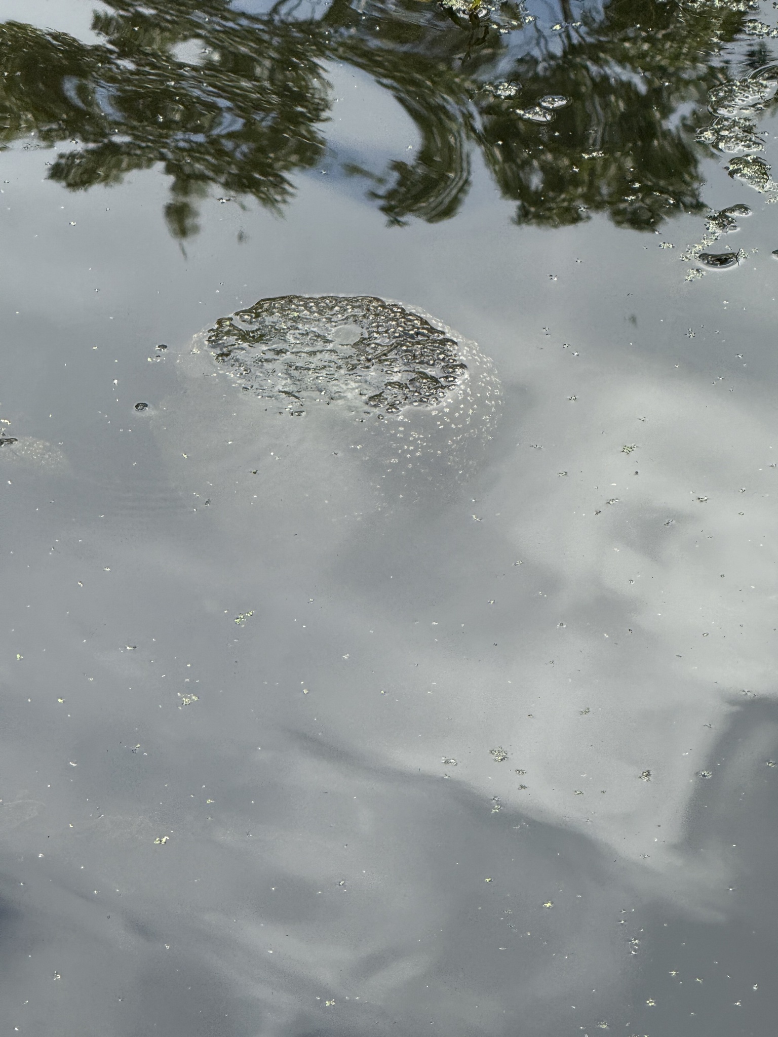 Pectinatella magnifica (Leidy, 1851)