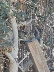 Otospermophilus beecheyi nesioticus