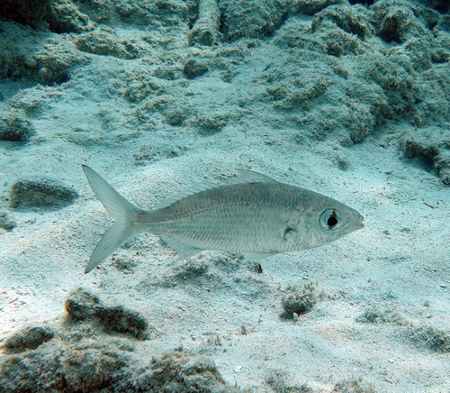 Florida mojarra (Ulaema lefroyi) — Gerreidae — 3