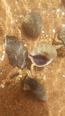 Pagurus longicarpus