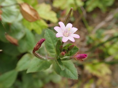 Epilobium ciliatum watsonii