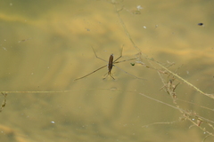 Limnoporus notabilis