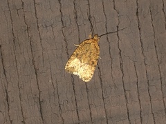 Agonopterix thelmae