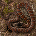 Sumichrast's Garter Snake - Photo (c) Cristian Olvera, some rights reserved (CC BY-NC-ND), uploaded by Cristian Olvera