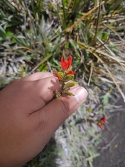 Castilleja ecuadorensis