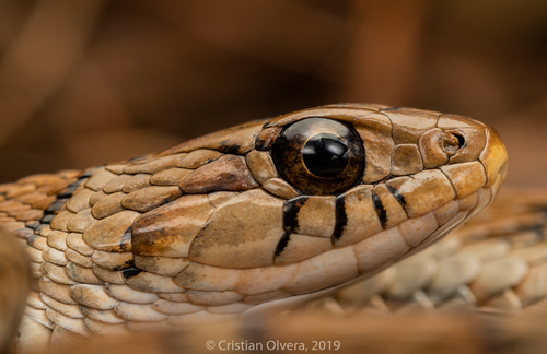 Sumichrast's Garter Snake