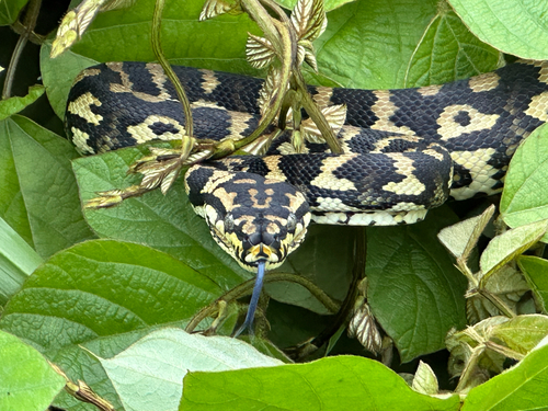 Jungle Carpet Python sighting