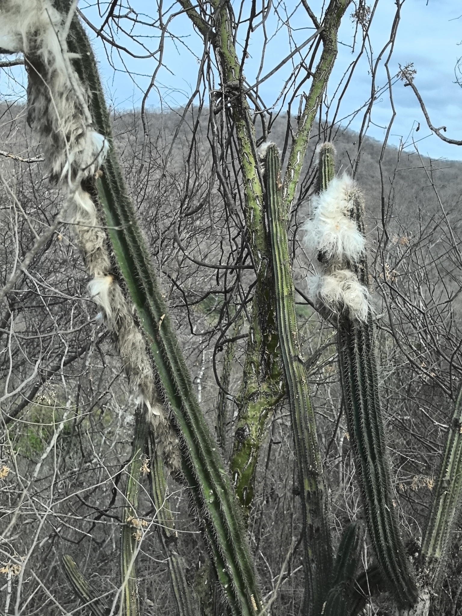 Pilosocereus alensis