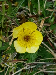 Ranunculus peruvianus