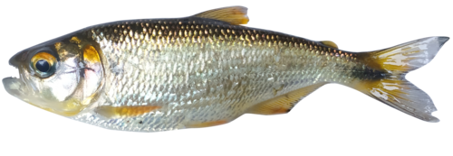 Blacktail brycon (Brycon atrocaudatus) — Bryconidae — 2