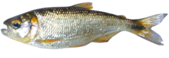 Brycon atrocaudatus