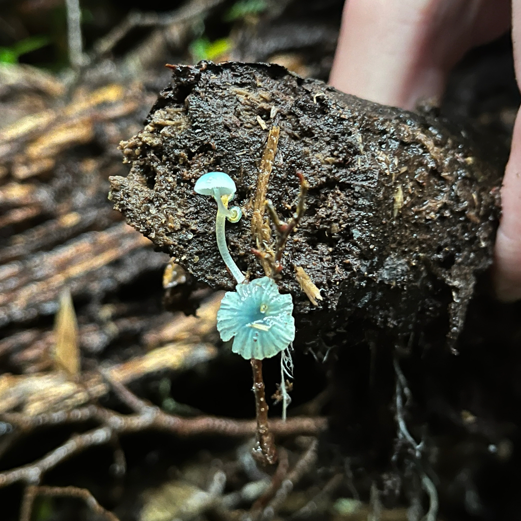 Mycena cyanocephala · April 2025 · photo: © cristianriquelme (iNaturalist, cc-by)