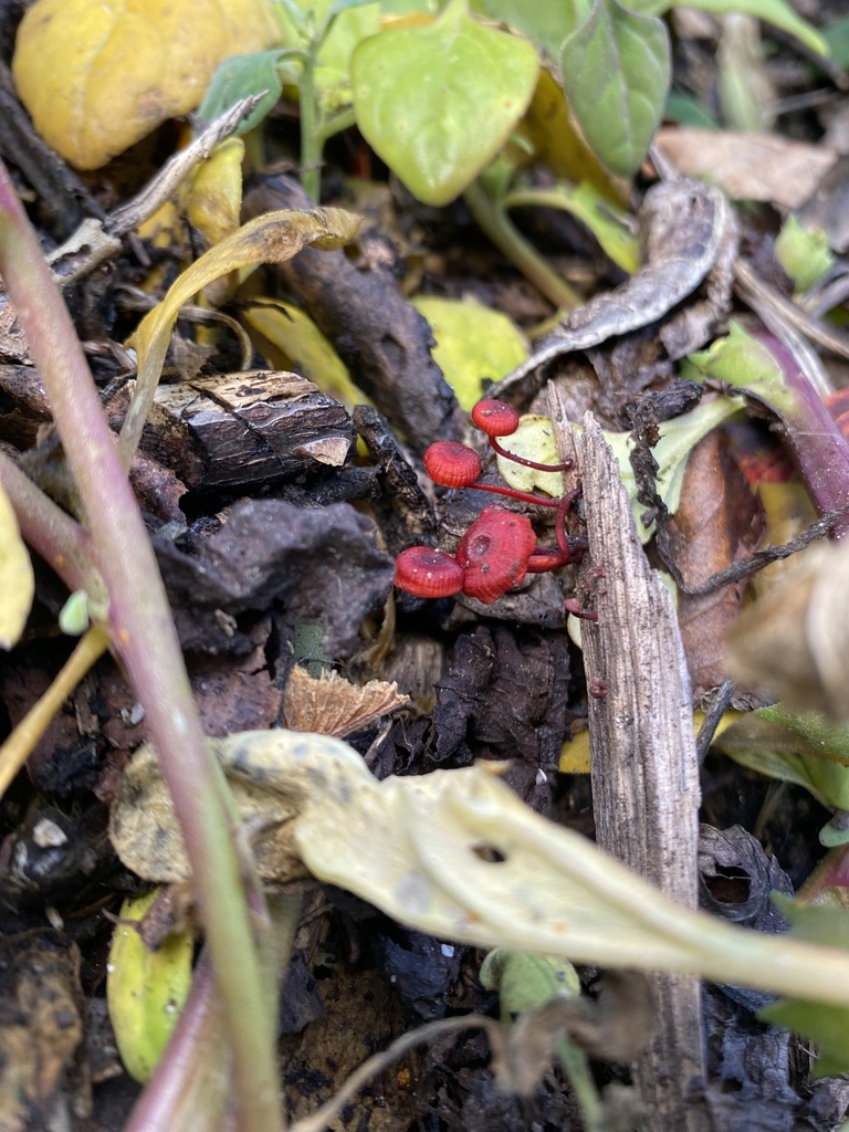 Cruentomycena viscidocruenta · April 2025 · photo: © acs123 (iNaturalist, cc0)