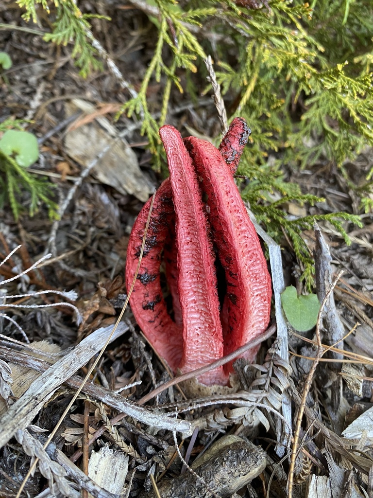 Clathrus archeri · April 2025 · photo: © acs123 (iNaturalist, cc0)