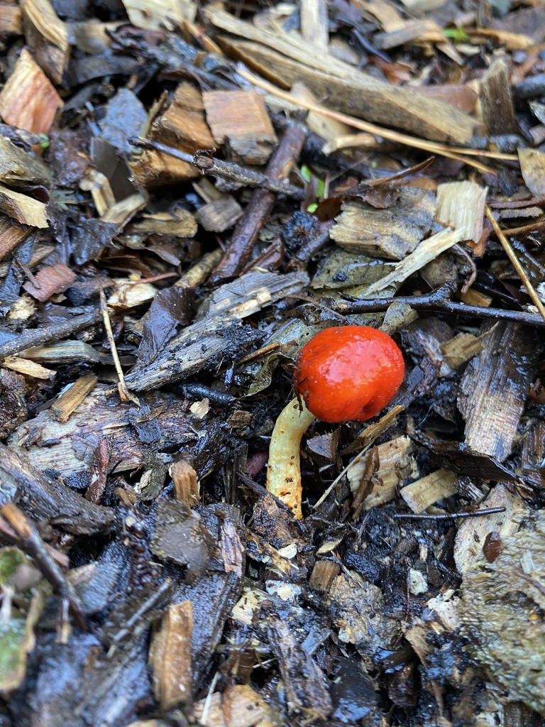 Leratiomyces erythrocephalus · April 2025 · photo: © acs123 (iNaturalist, cc0)