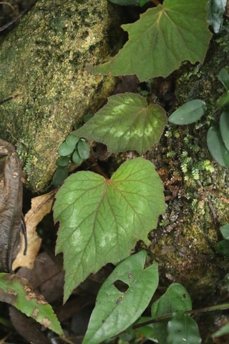 Image of Begonia palmata by no rights reserved