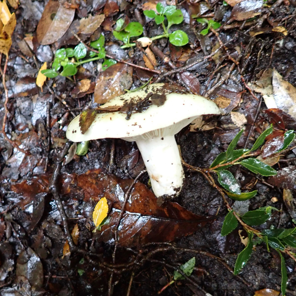 Russula fuegiana