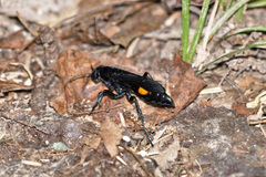 Anoplius atrox